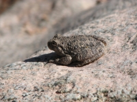 Another Toad